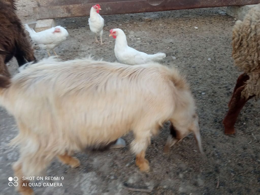 Ana bala Sani cavan heyvadır balası 5aylıqdır erkək diri cəki 26kq — Heyvanlar, Pirəkəşkül (4)