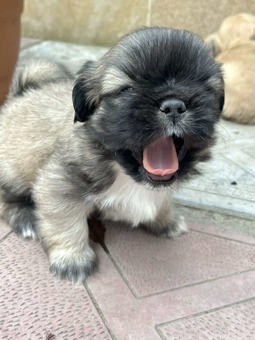 Pekines — Heyvanlar, Xırdalan (5)