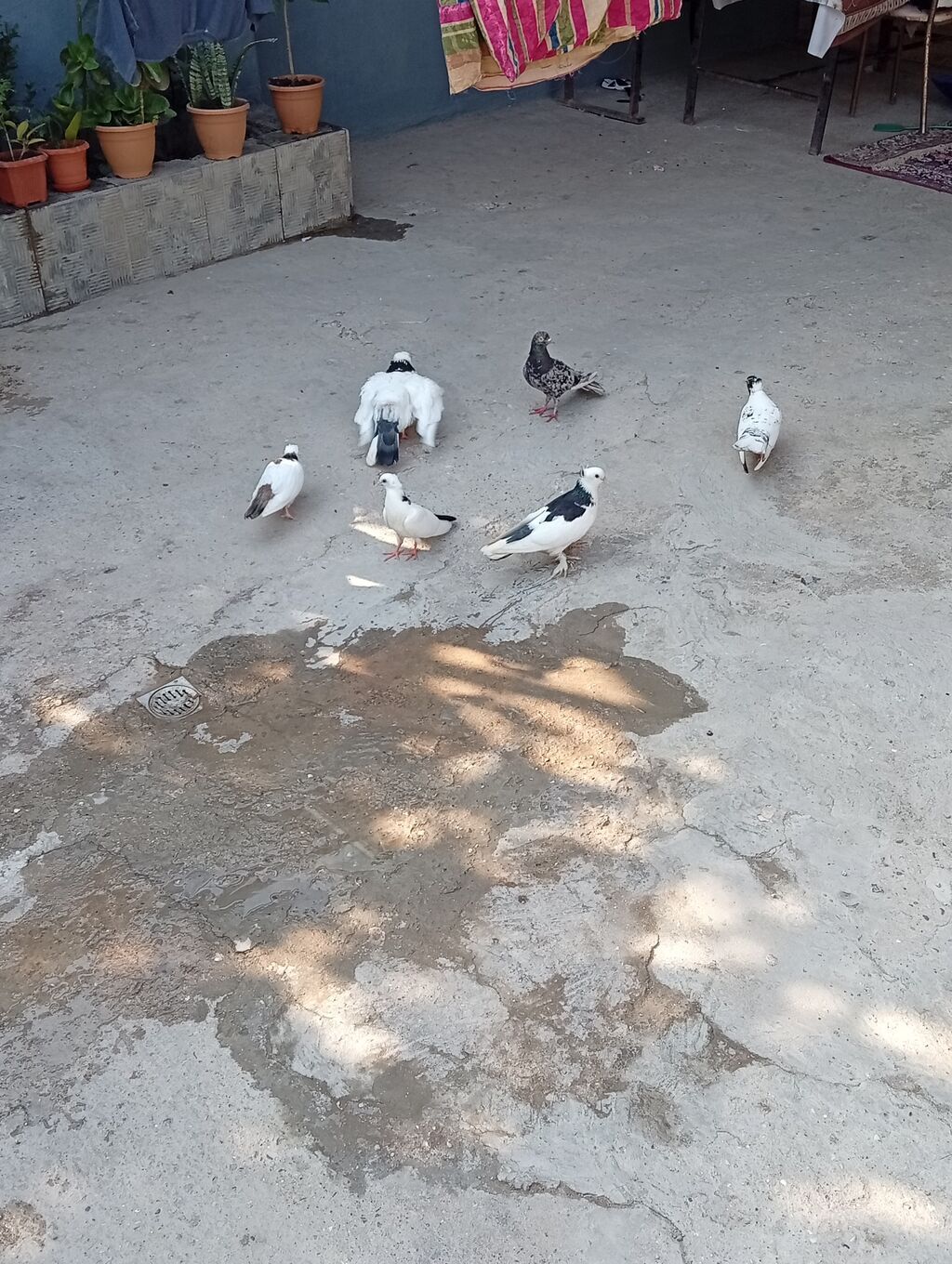 Tam sağlam quşlardi 2 cüt 2 bala 1 əbrəşdi altında 4 yumurtaları da — Quşlar, Xırdalan (5)