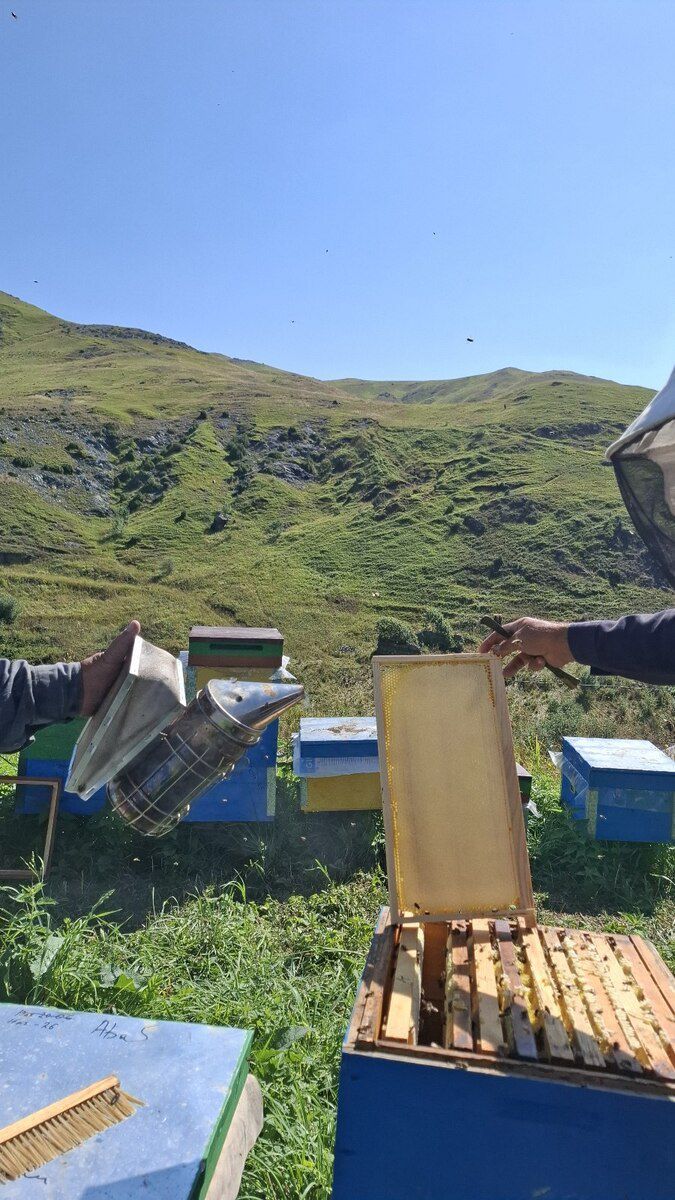 Qaratikan balı — Toyuq və xoruz, Bakı (8)