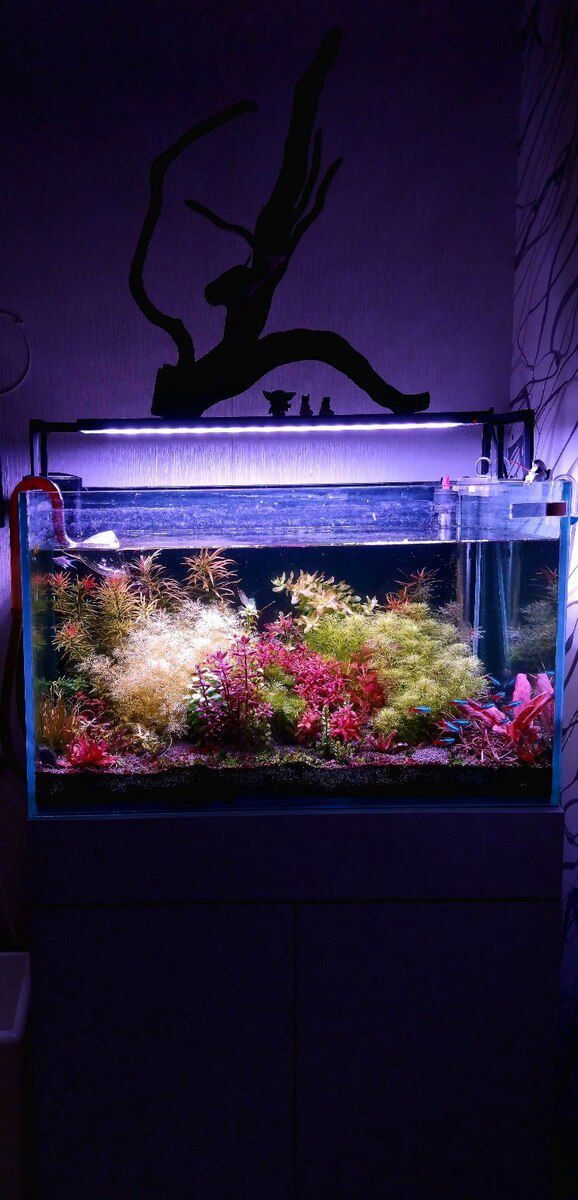 Akvarium — Akvariumlar və balıqlar, Bakı (3)