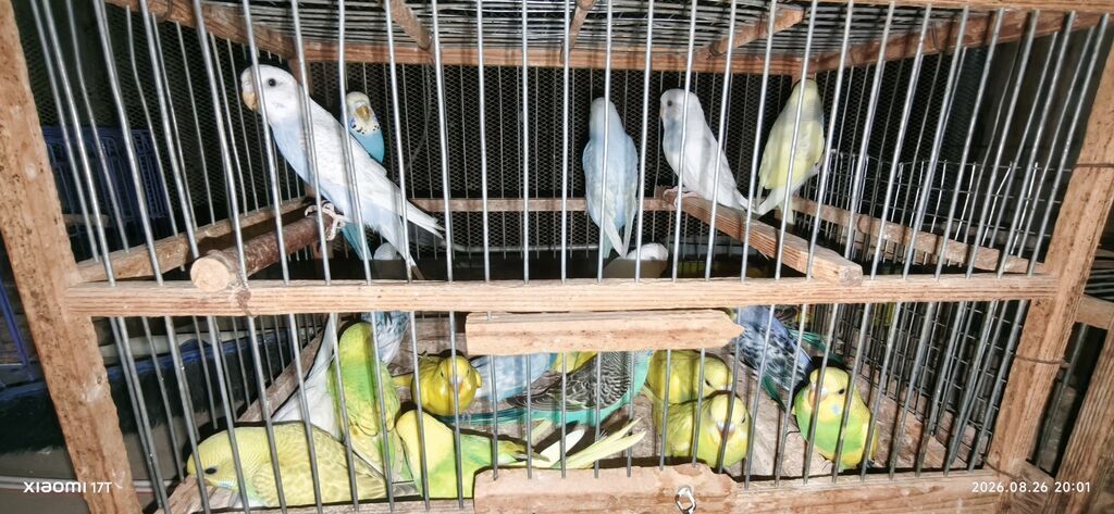 Valnissi balalar 25 ədəd təmiz sağlam quşlardır öz quşlarmın — Quşlar, Bakı (4)