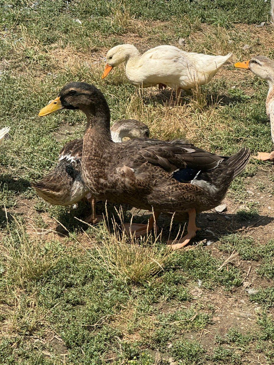 Ördəklər — Quşlar, Quba (2)