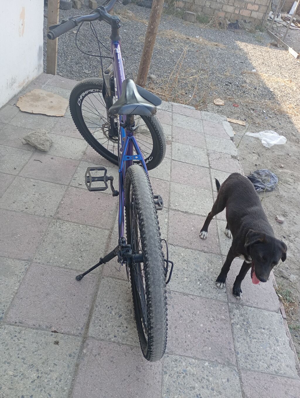 Champion markalı velosiped. Mavi rəngli çərçivəyə malikdir və — Dağ velosipedləri, Sumqayıt (5)