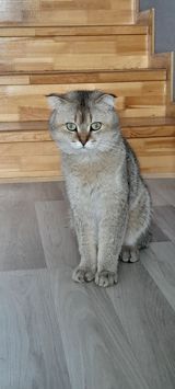 Şotland yastı qulaq — Cats