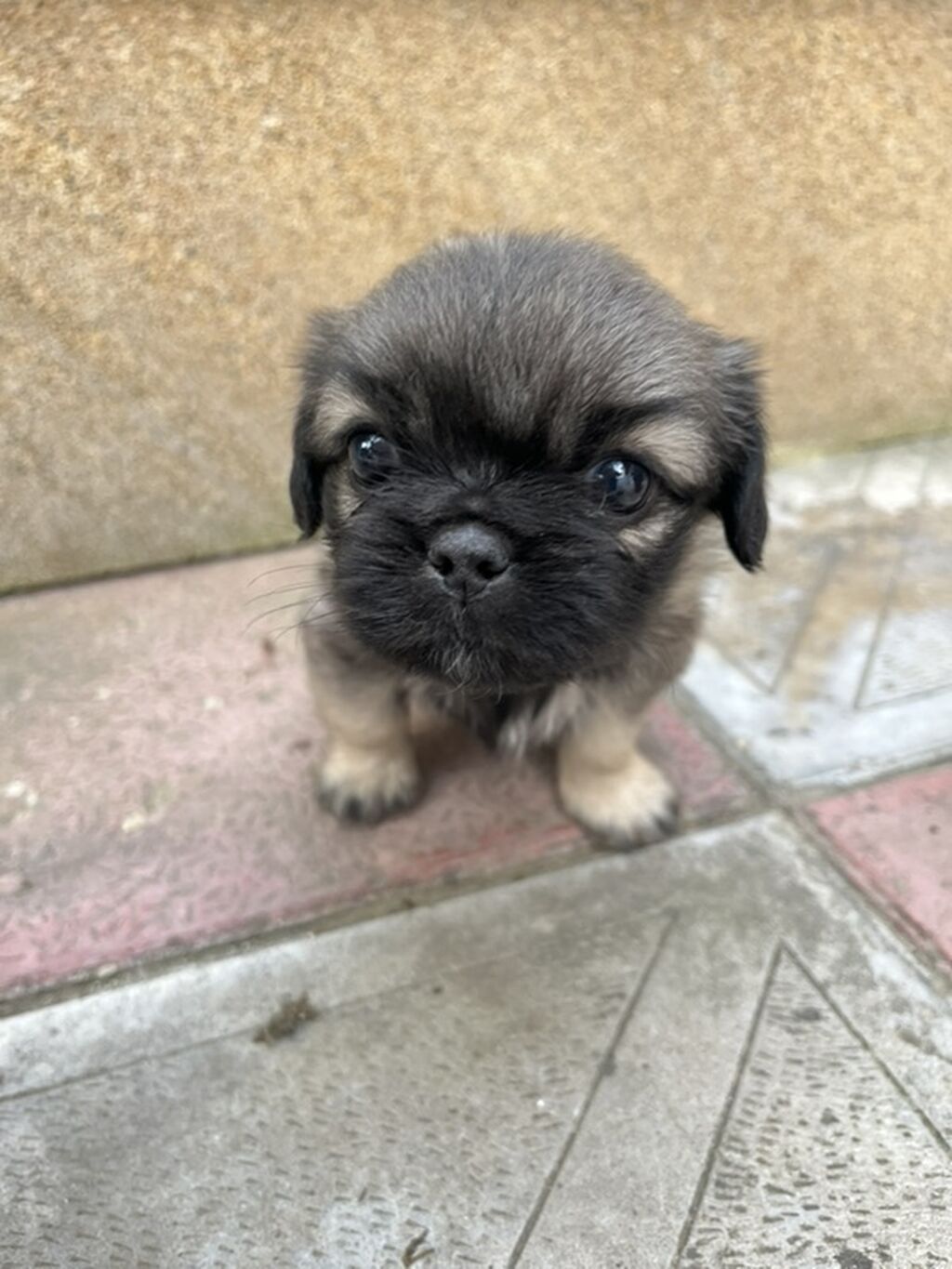 Pekines — Heyvanlar, Xırdalan (2)