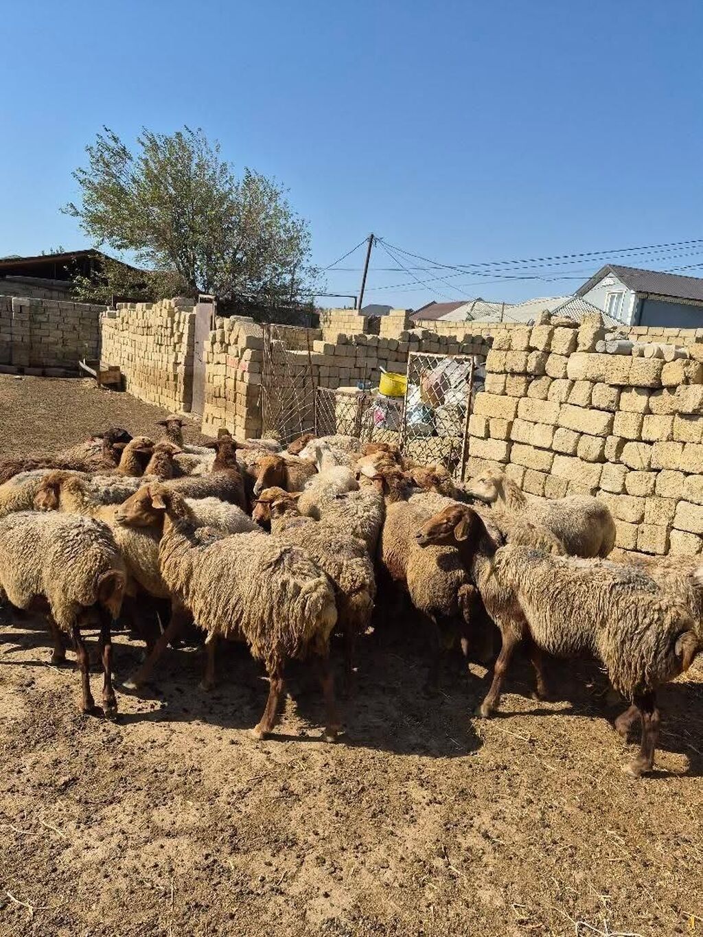 Satlıq qoyun sürüsü. Şəkillərdə bir neçə başdan ibarət sürü görünür — Heyvanlar, Mehdiabad (5)