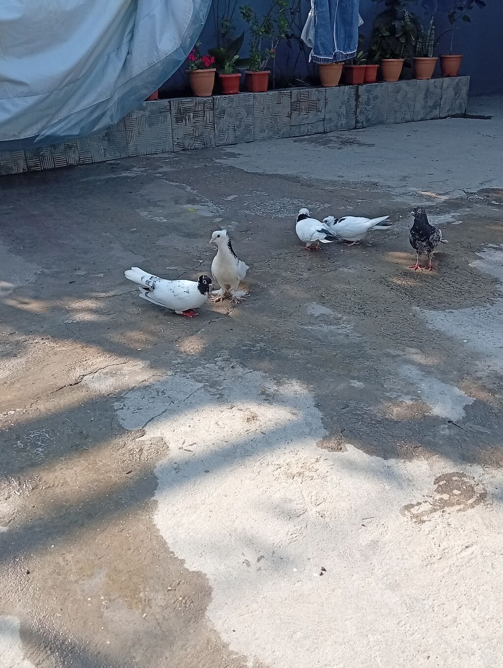 Tam sağlam quşlardi 2 cüt 2 bala 1 əbrəşdi altında 4 yumurtaları da — Quşlar, Xırdalan (6)