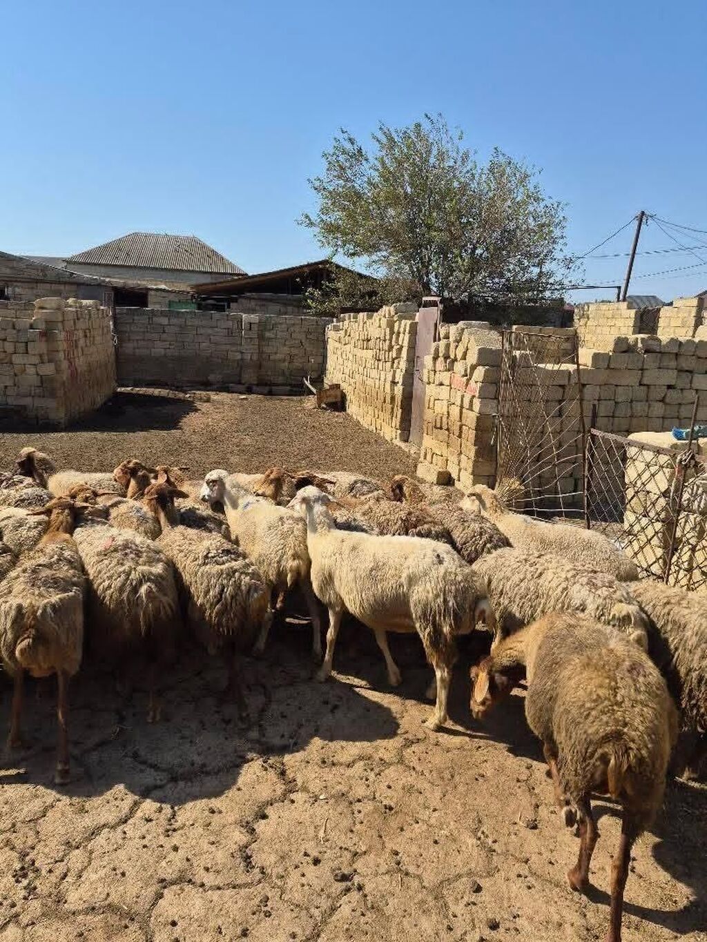 Satlıq qoyun sürüsü. Şəkillərdə bir neçə başdan ibarət sürü görünür — Heyvanlar, Mehdiabad (4)