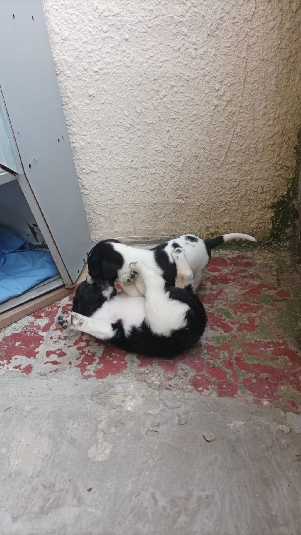 2 eded qalib o biriler satilib 2sidə dişidi yeni qizdi temiz ov iti — Heyvanlar, Bakı (3)