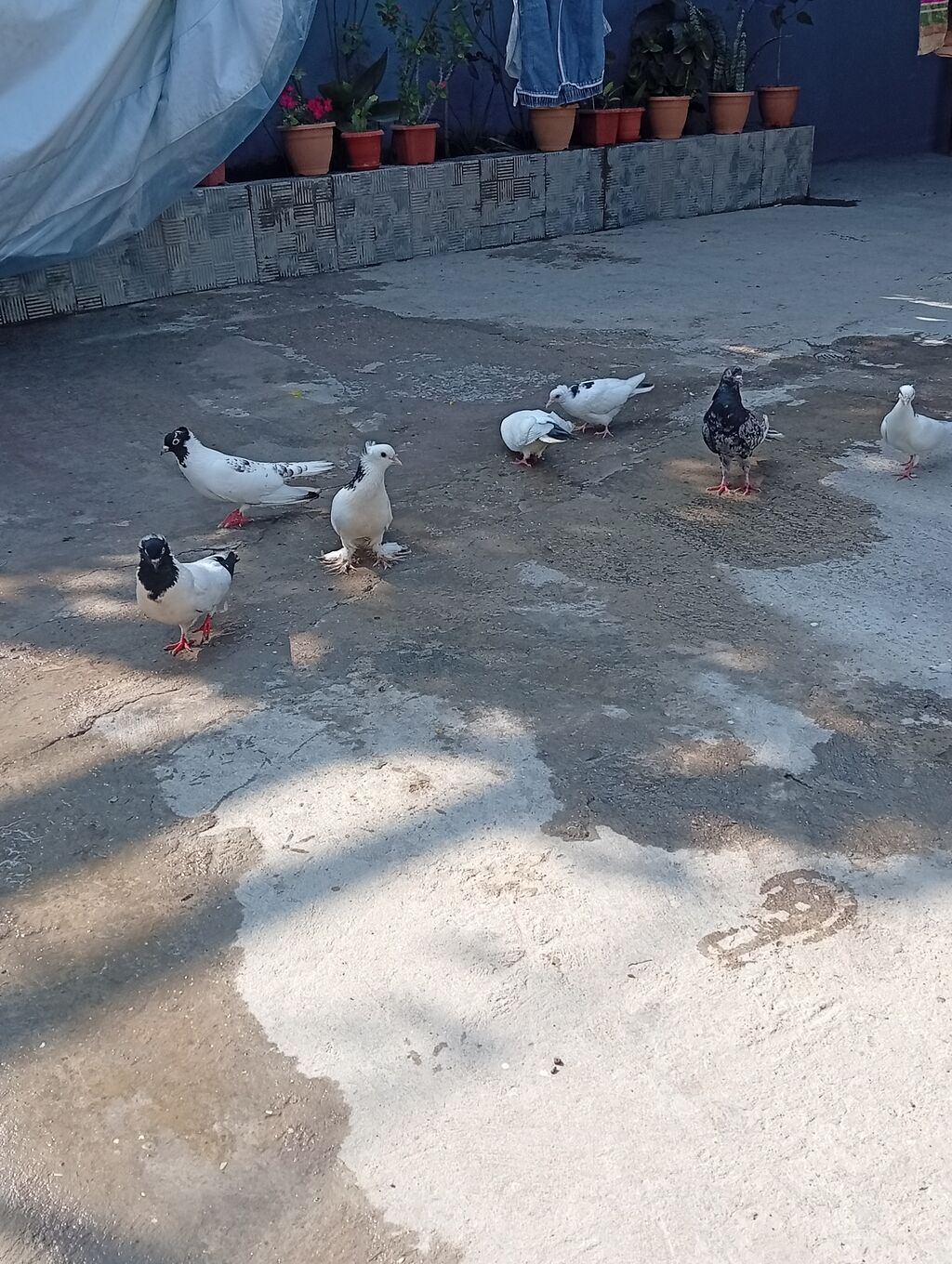 Tam sağlam quşlardi 2 cüt 2 bala 1 əbrəşdi altında 4 yumurtaları da — Quşlar, Xırdalan (7)