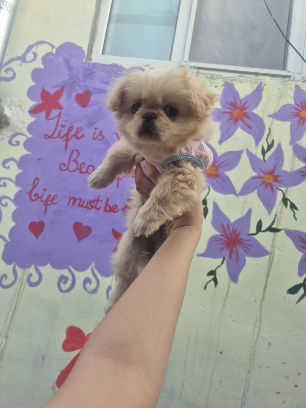 Pekines, 5 ay, Dişi, Peyvəndli — Heyvanlar, Bakı (4)