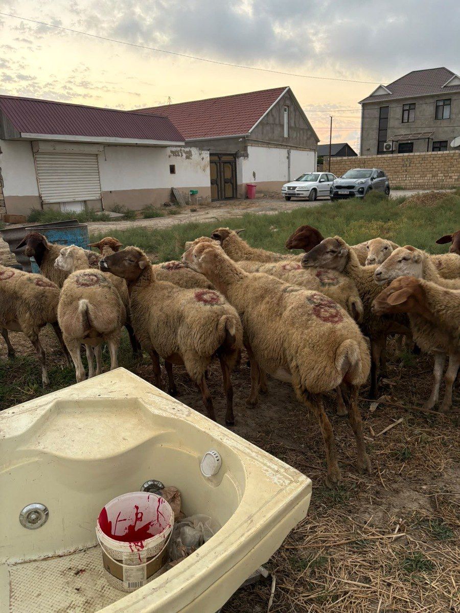 Qoyunlar — Heyvanlar, Bakı (9)