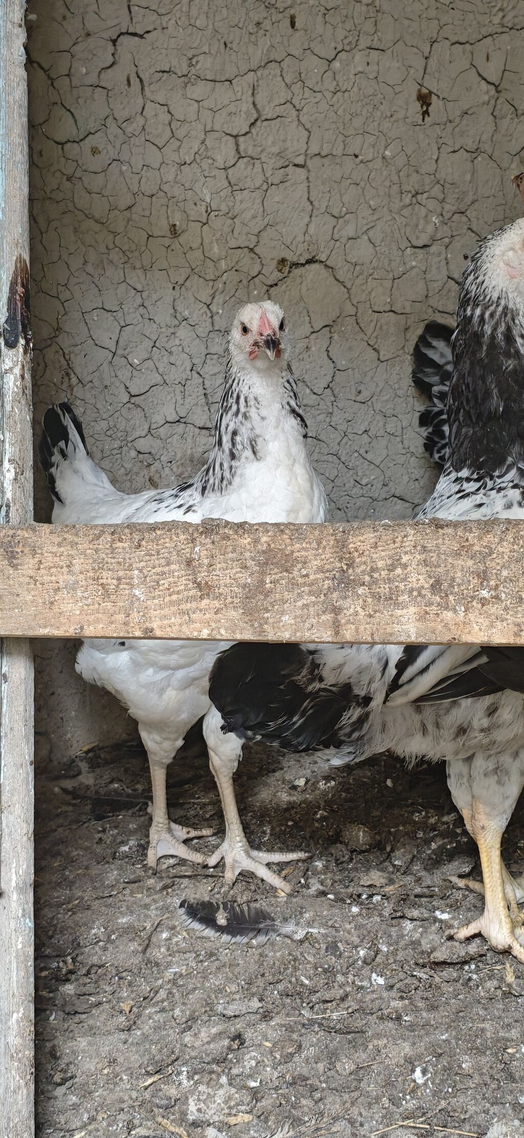 Ev toyuqlari.Real alıcıya endirim olacaq — Heyvanlar, Xaçmaz (3)
