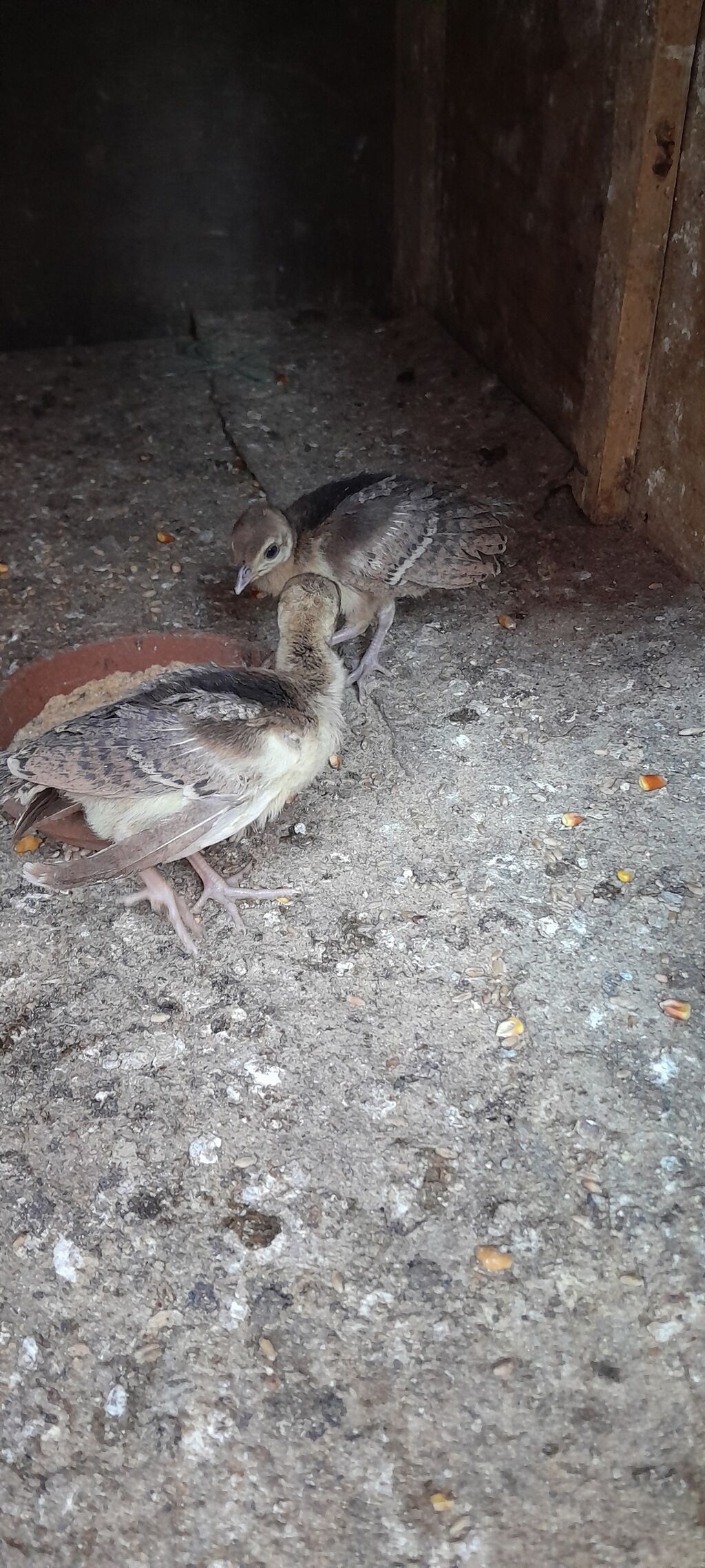 Tovuzqusu balasi 2 denedi bos bekar adamlar narahat etmesin — Quşlar, Bakı (2)