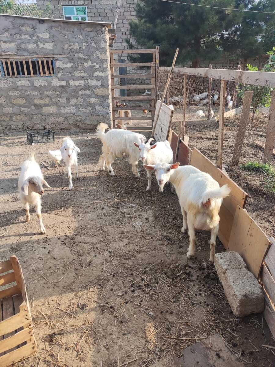 Keçilər — Heyvanlar, Bakı (3)