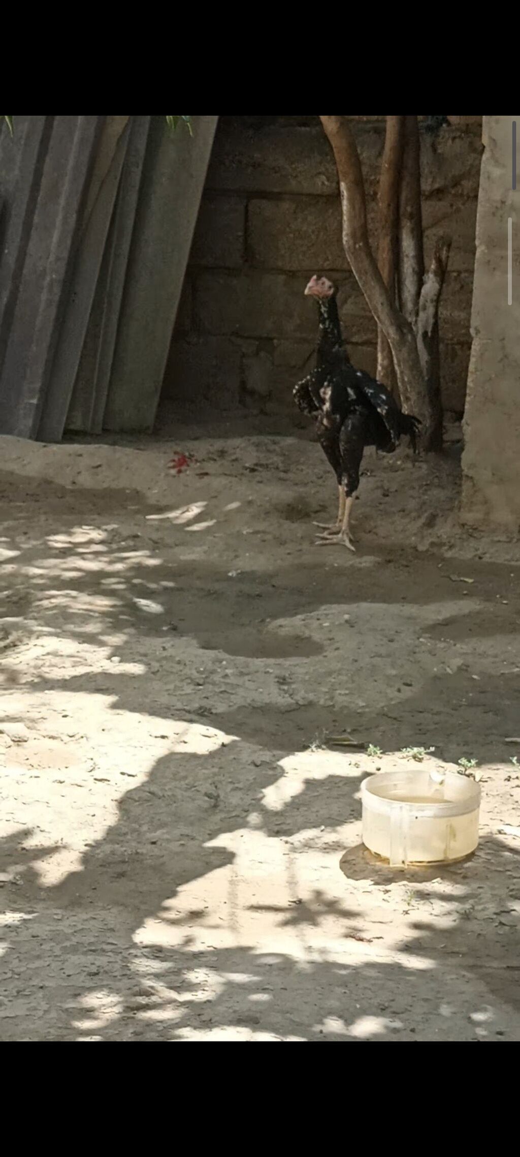4 ayndad şər yazmaqa Etyac yoxdu Atasnın döyüş vidyosu var - Uzun — Heyvanlar, Digah (5)