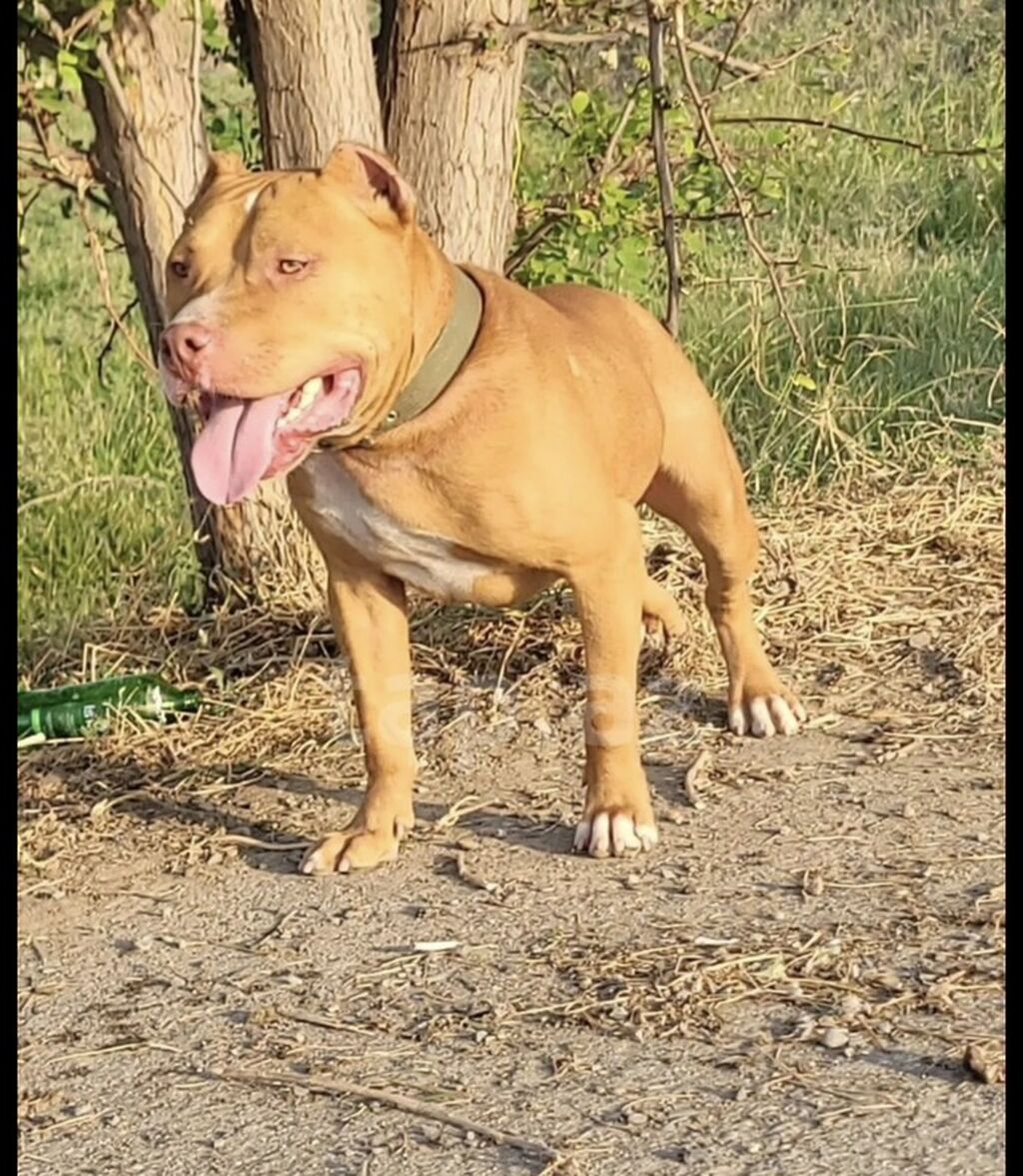 Pitbul, 1 il, Erkək, Peyvəndli, Ünvandan götürmə — Heyvanlar, Gəncə (3)
