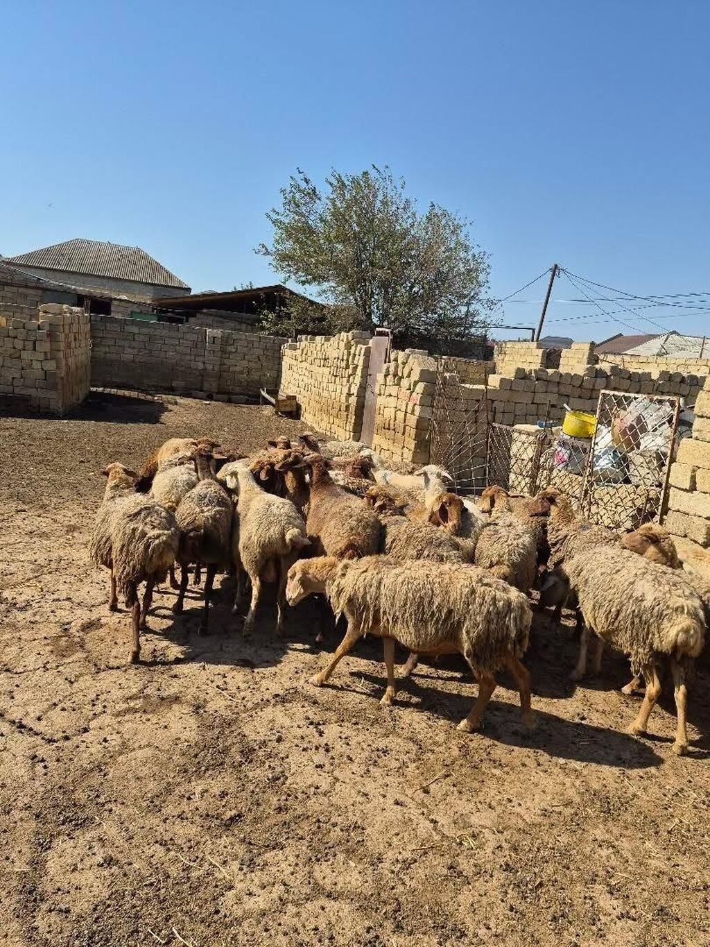 Satlıq qoyun sürüsü. Şəkillərdə bir neçə başdan ibarət sürü görünür — Heyvanlar, Mehdiabad (6)