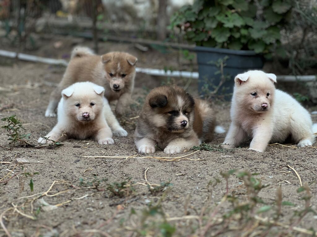 Cins:Akita uni (şirin, toppuş, orta-böyük ölçü qrupuna aid) Rənglər — Heyvanlar, Digah (2)