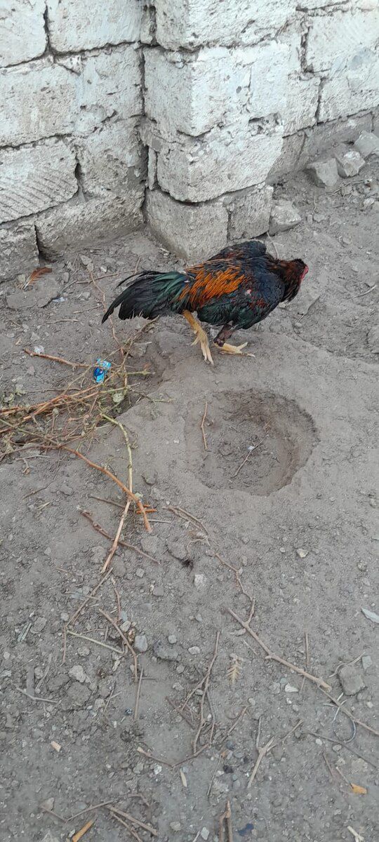 Heyratı xoruzu — Quşlar, Bakı (9)