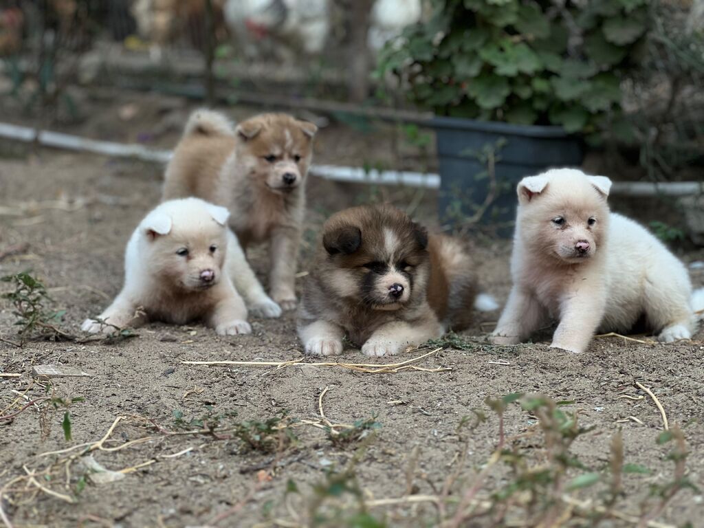 Cins:Akita uni (şirin, toppuş, orta-böyük ölçü qrupuna aid) Rənglər — Heyvanlar, Digah (7)
