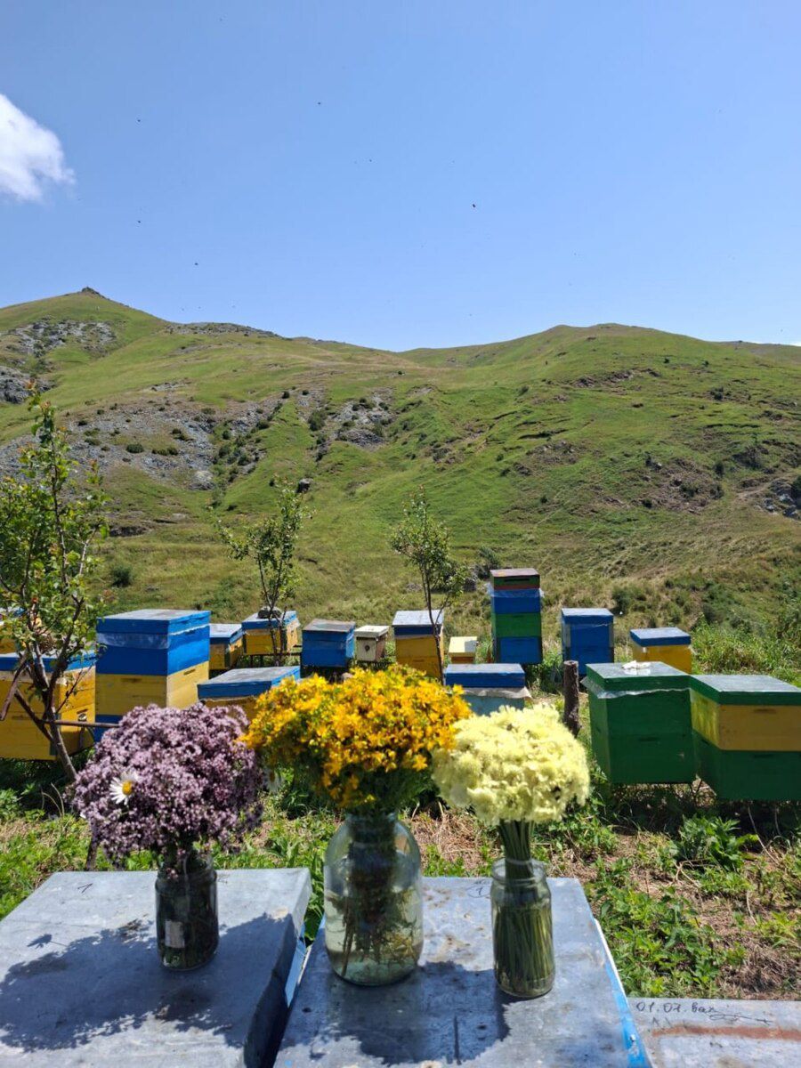 Qaratikan balı — Toyuq və xoruz, Bakı (10)