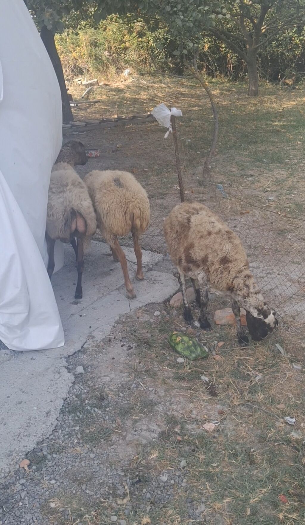 3 dene qoyndu gogazdilar — Heyvanlar, Göyçay (2)