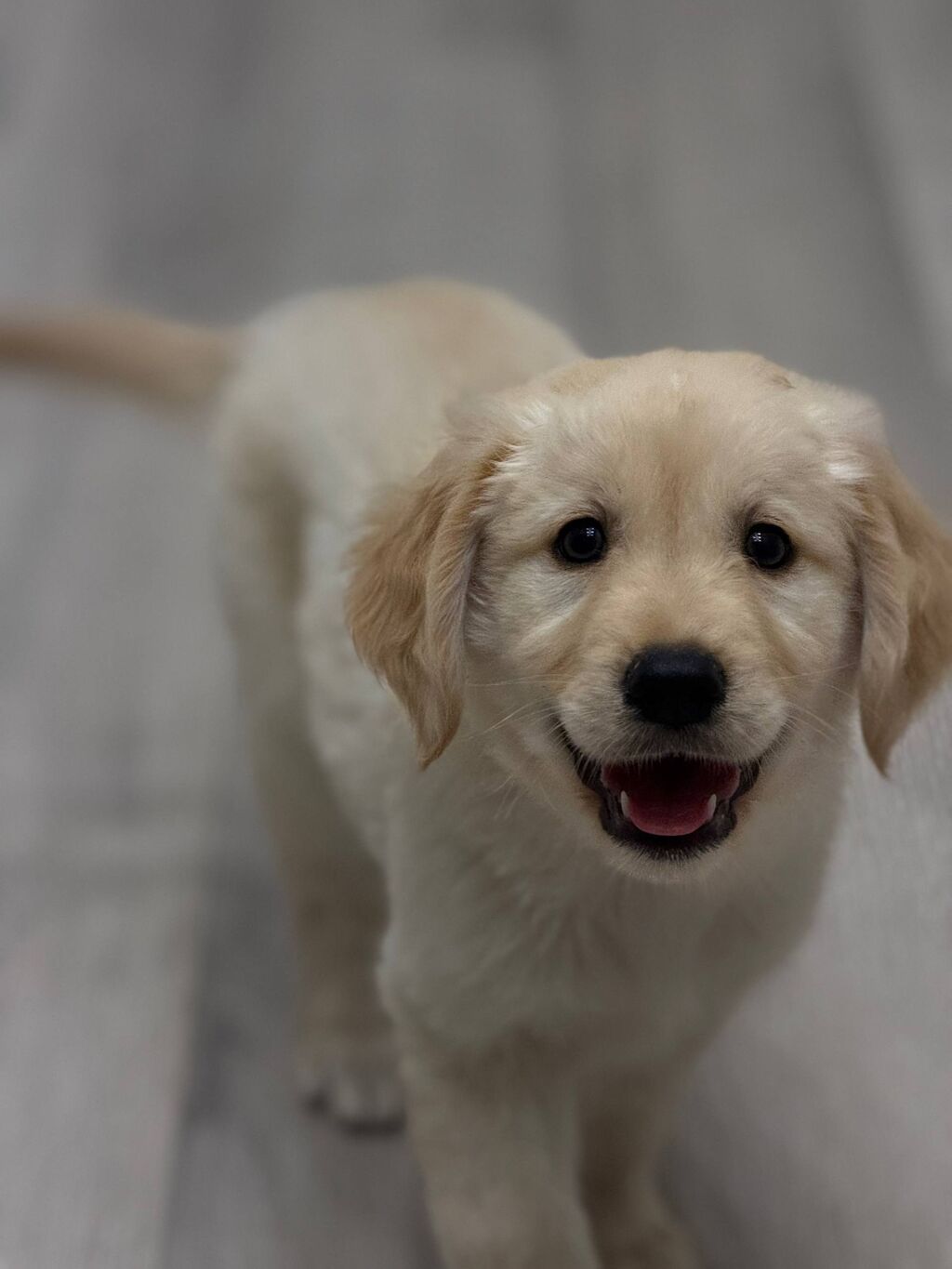 Retriever, 2 ay, Dişi, Pulsuz çatdırılma — Heyvanlar, Bakı