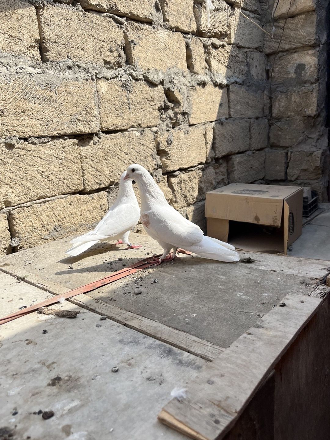 Göyərçin — Quşlar, Sumqayıt (2)
