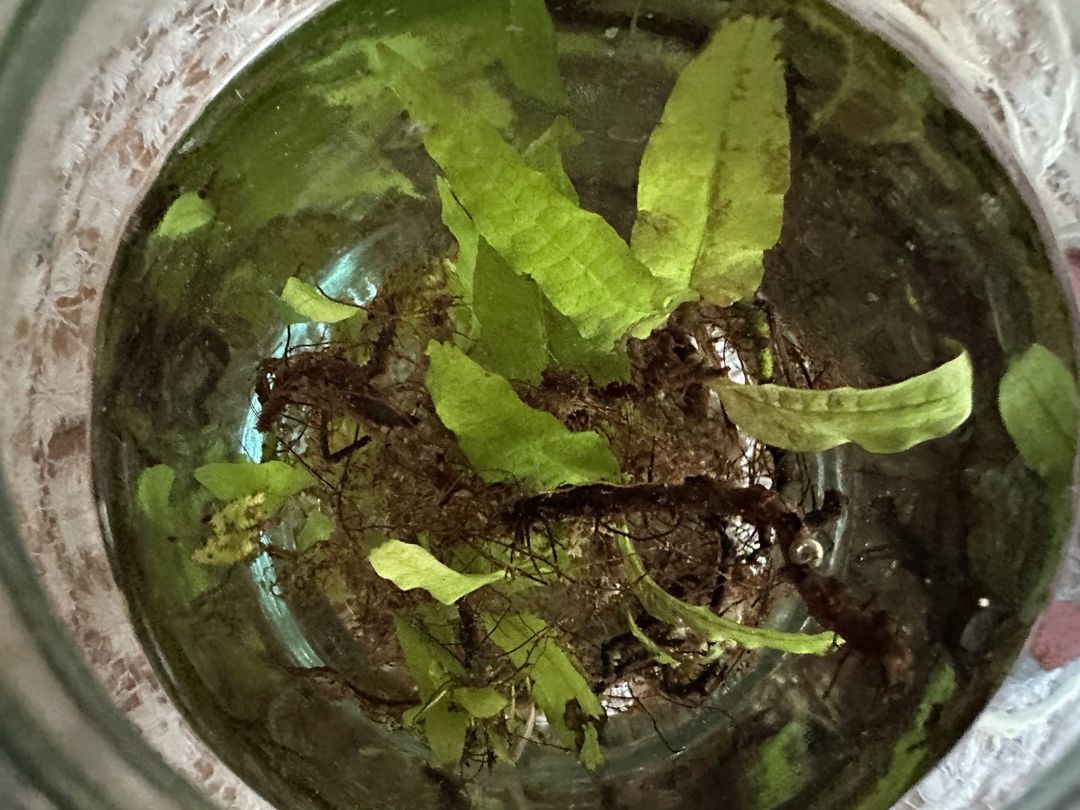 Akvarium aksesuarları — Akvariumlar və balıqlar, Bakı (2)