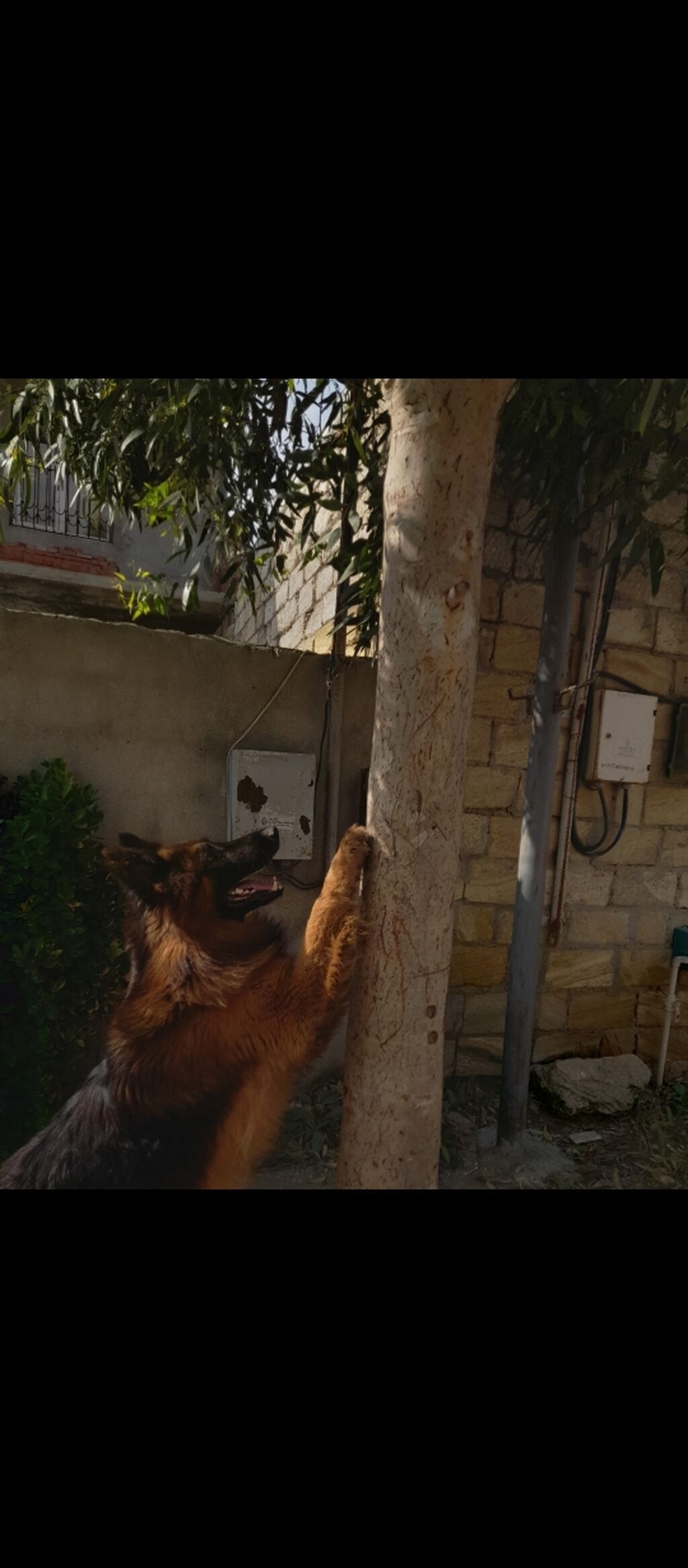 Alman çoban iti, Erkək — Heyvanlar, Digah