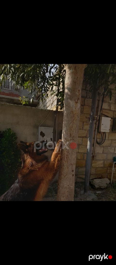 Alman çoban iti, Erkək