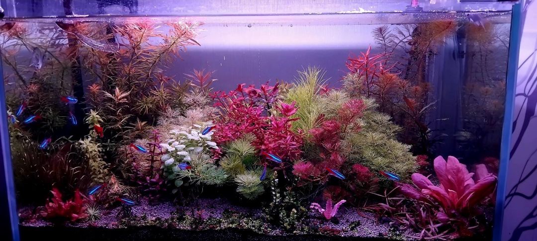 Akvarium — Akvariumlar və balıqlar, Bakı (2)