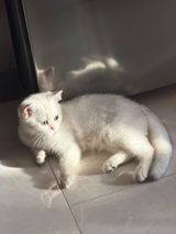 Britan pişiyi — Кошки