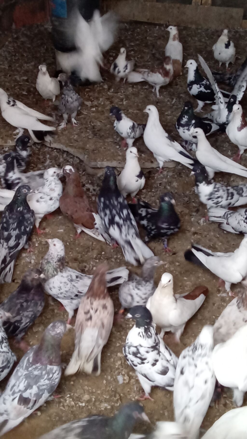 Tərgitmə quşlardı kom satılır 100 yaxın göyərçindi hamısı seçmə — Quşlar, Bakı (4)
