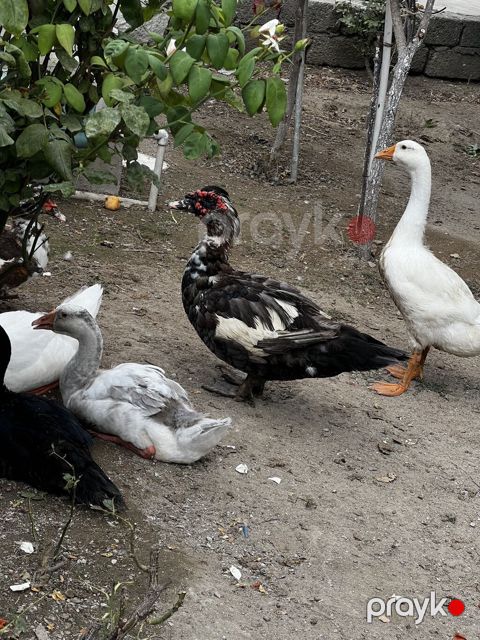 Macar sortu lal ördek satilir ünvar yeni suraxani sonu 35manat 2dene