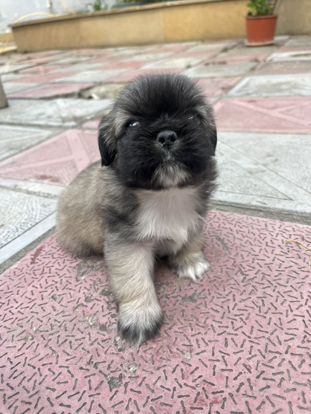 Pekines — Heyvanlar, Xırdalan (9)
