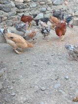 Çolpa — Quşlar