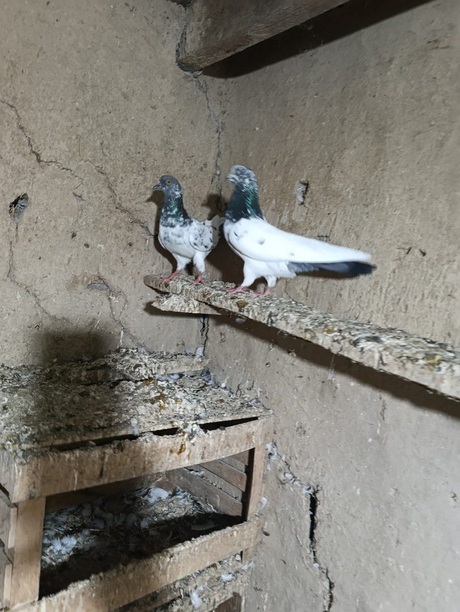 Göyərçinlər — Quşlar, Cəlilabad (2)