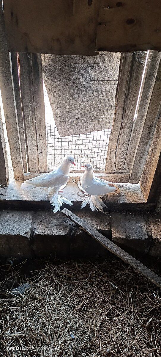 Göyərçin — Quşlar, Bakı (2)