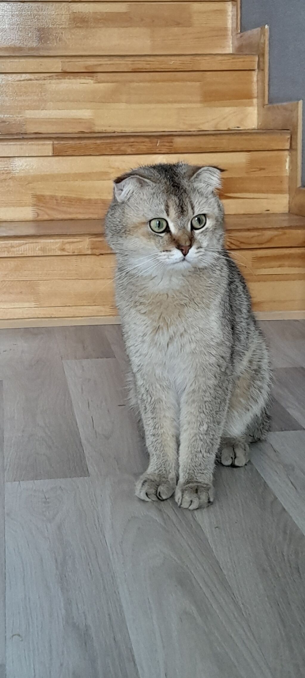 Şotland yastı qulaq — Pişiklər, Masazır (2)