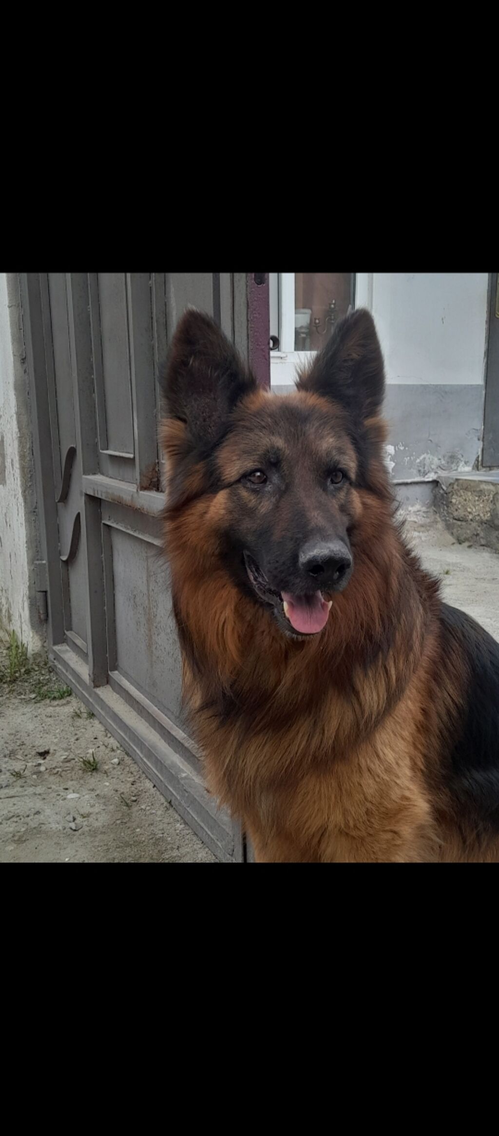 Alman çoban iti, Erkək — Heyvanlar, Digah (2)