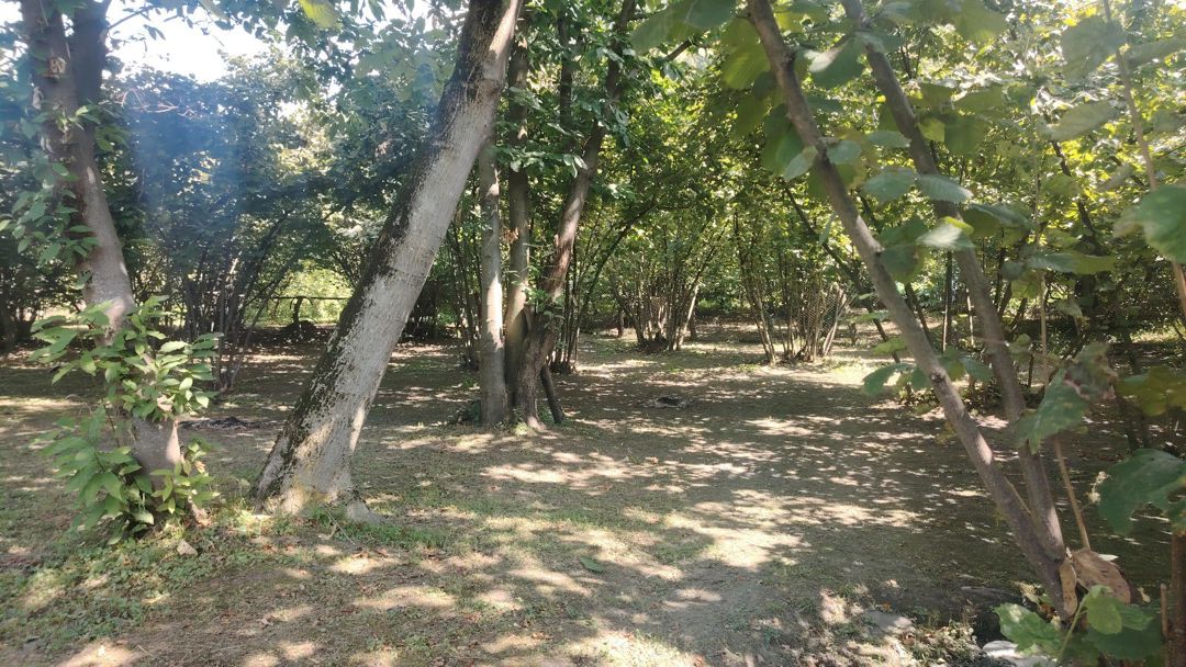 10 sot torpaq sahəsi, Zaqatala ş. — Torpaq, Zaqatala (4)
