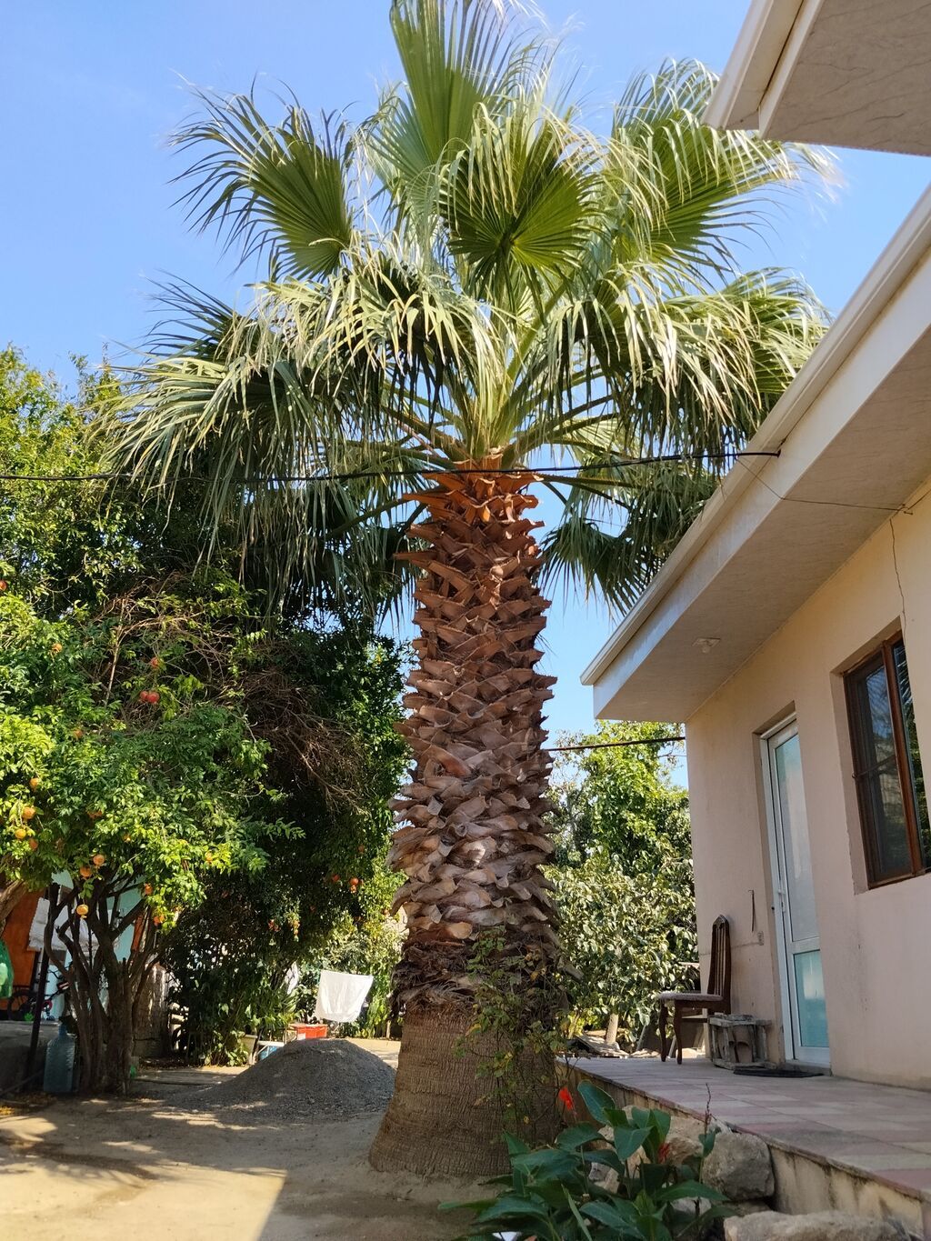Hündür dekorativ palma ağacı. Bağ, həyət, villa, istirahət zonası — Bitkilər, Digah (3)