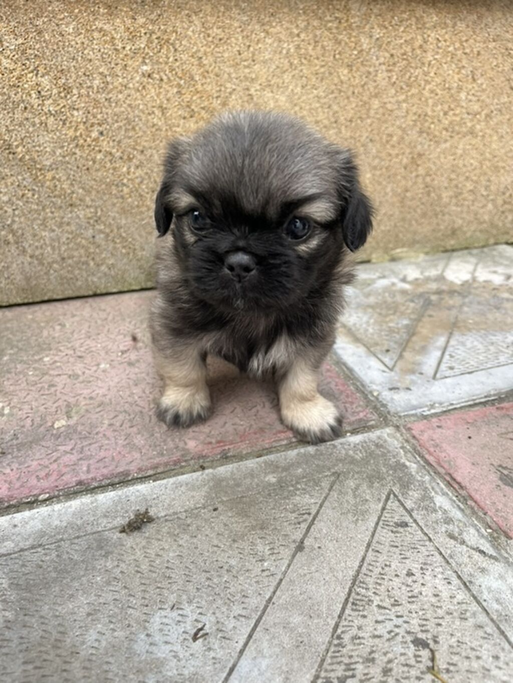 Pekines — Heyvanlar, Xırdalan (3)