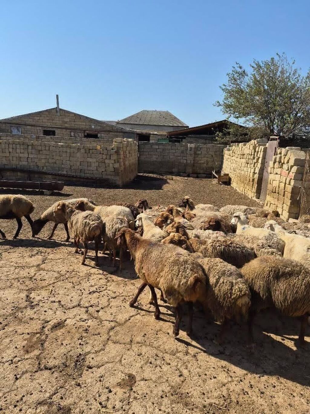 Satlıq qoyun sürüsü. Şəkillərdə bir neçə başdan ibarət sürü görünür — Heyvanlar, Mehdiabad (8)
