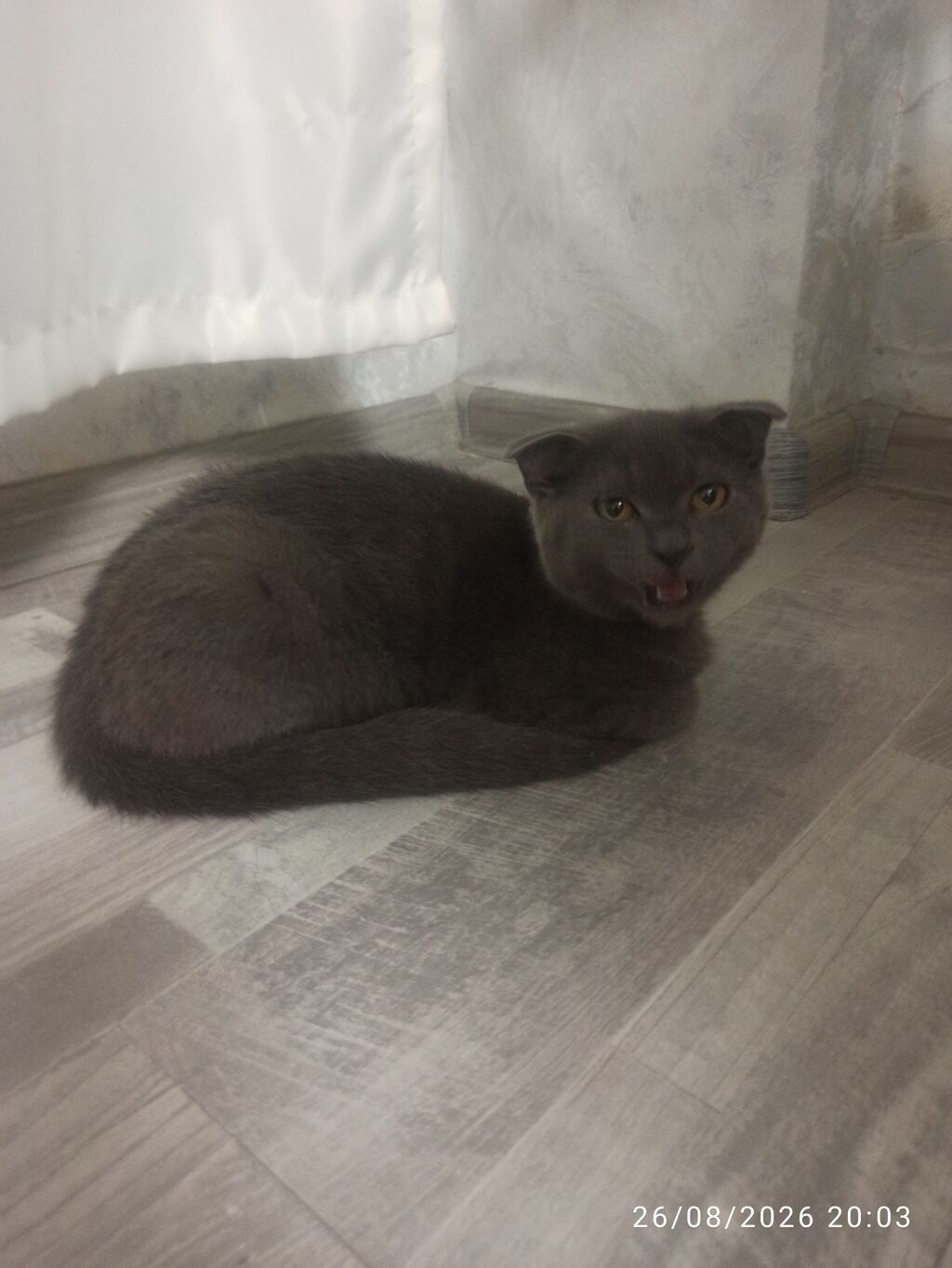 Pişik satılır . Cinsidir . Dışıdır.Qum qabida var . Duşa öyrədilib — Pişiklər, Bakı