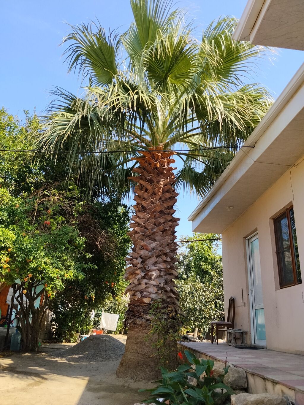 Hündür dekorativ palma ağacı. Bağ, həyət, villa, istirahət zonası — Bitkilər, Digah (4)