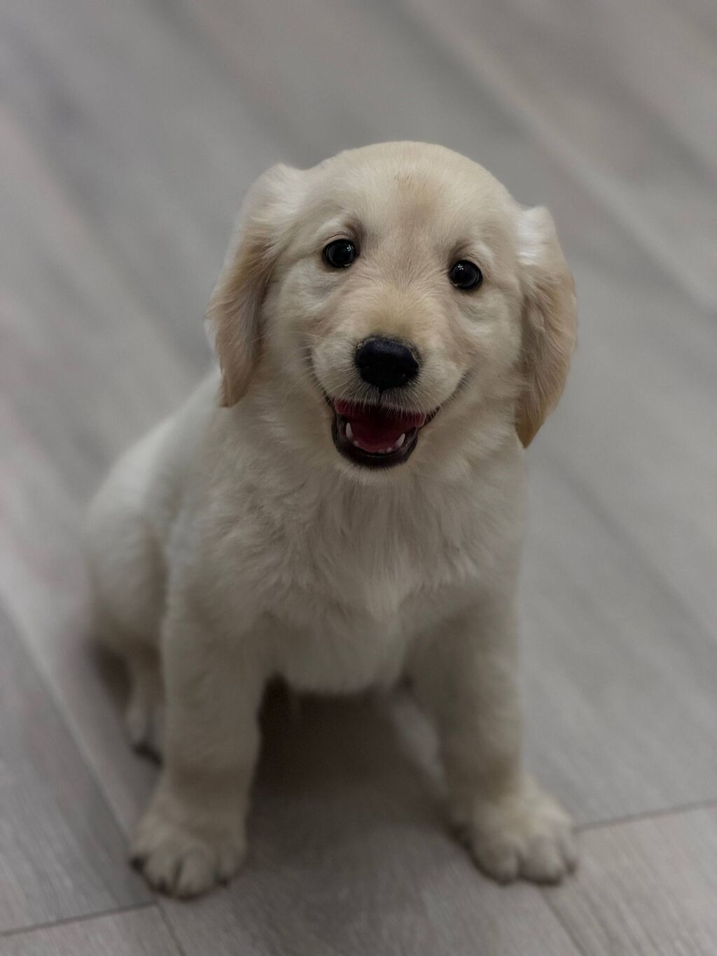 Retriever, 2 ay, Dişi, Pulsuz çatdırılma — Heyvanlar, Bakı (2)